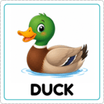 Tarjeta del pato con ilustración y palabra Duck en inglés